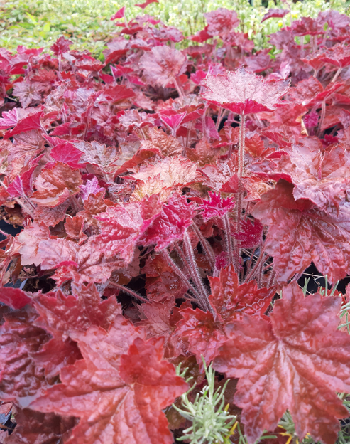 Heuchera micrantha `Palace Purple`